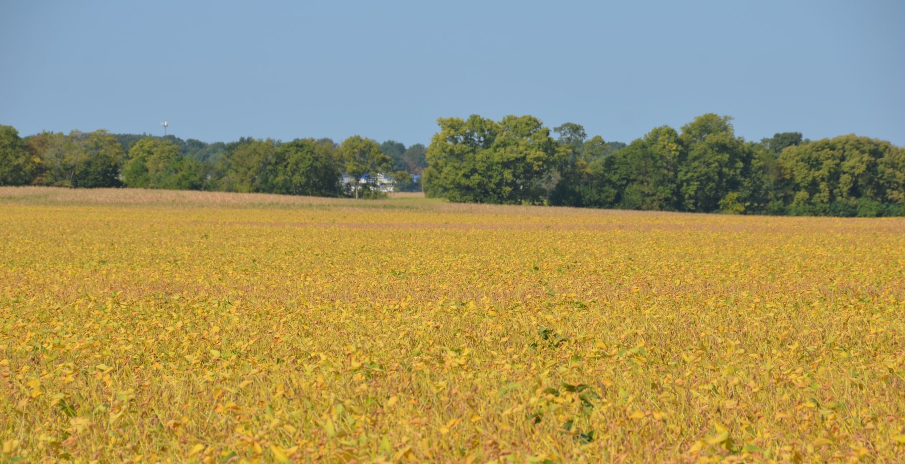 Agricultural Commodities
